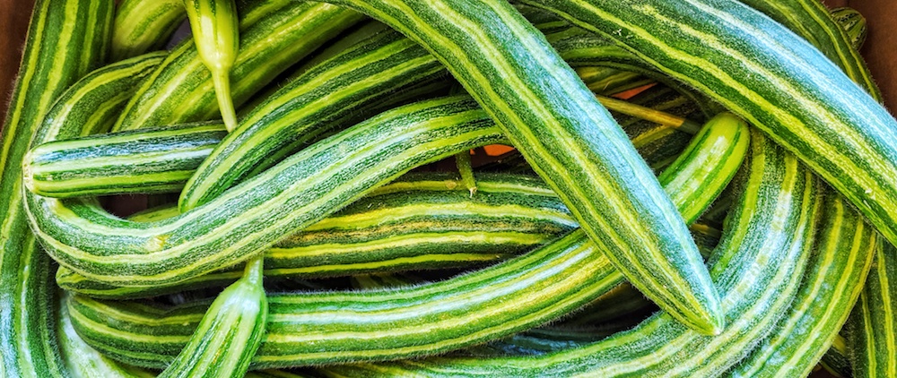 striped armenian cucumber